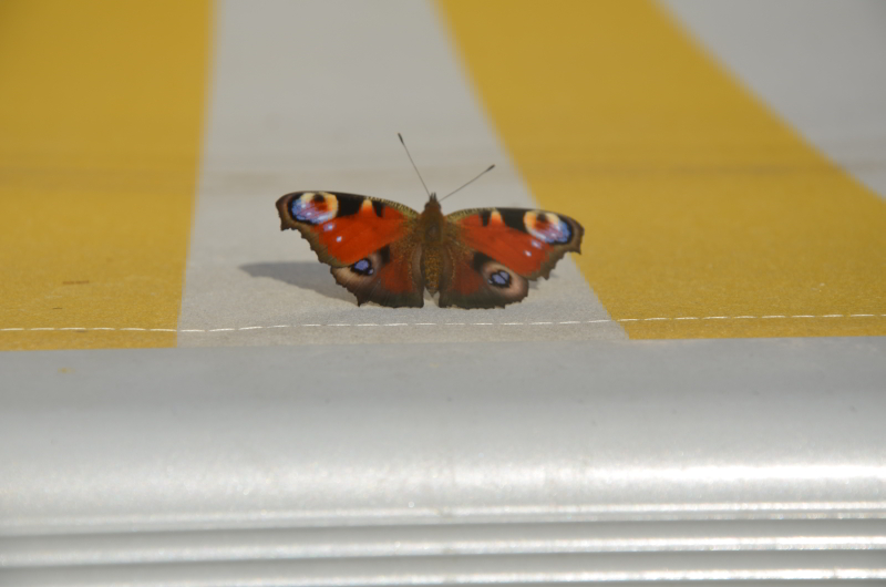 Schmetterling